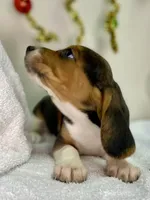 Tri-color AKC, a female Beagle for sale in Portland, TN – Photo 2 of 10