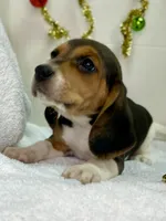 Tri-color AKC, a female Beagle for sale in Portland, TN – Photo 6 of 10