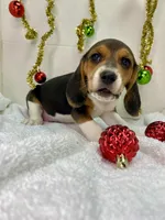 Tri-color AKC, a female Beagle for sale in Portland, TN – Photo 5 of 10