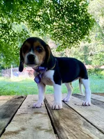 Patsy AKC, a female Beagle for sale in Portland, TN – 7 of 10