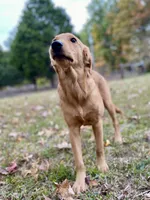 Sugar AKC, a female Golden Retriever for sale in Portland, TN – Photo 6 of 10