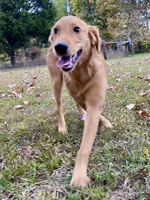 Sugar AKC, a female Golden Retriever for sale in Portland, TN – Photo 3 of 10