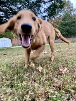 Sugar AKC, a female Golden Retriever for sale in Portland, TN – Photo 8 of 10