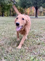 Sugar AKC, a female Golden Retriever for sale in Portland, TN – Photo 7 of 10