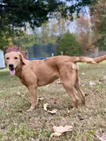 Sugar AKC, a female Golden Retriever for sale in Portland, TN – Photo 1 of 10