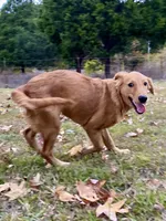 Sugar AKC, a female Golden Retriever for sale in Portland, TN – Photo 9 of 10