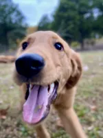 Sugar AKC, a female Golden Retriever for sale in Portland, TN – Photo 2 of 10