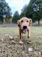 Sugar AKC, a female Golden Retriever for sale in Portland, TN – Photo 10 of 10