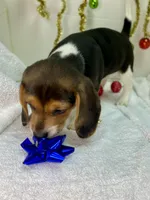 Tricolor AKC, a male Beagle for sale in Portland, TN – Photo 6 of 9