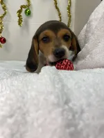 Tricolor AKC, a male Beagle for sale in Portland, TN – Photo 4 of 9