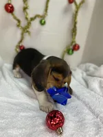 Tricolor AKC, a male Beagle for sale in Portland, TN – Photo 7 of 9