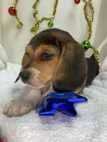 Tricolor AKC, a male Beagle for sale in Portland, TN – Photo 3 of 9