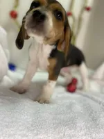 Tricolor AKC, a male Beagle for sale in Portland, TN – Photo 5 of 9