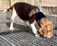 Tommy AKC, a male Beagle for sale in Portland, TN – Photo 10 of 10