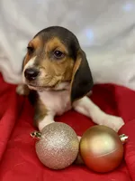 Tommy AKC, a male Beagle for sale in Portland, TN – Photo 3 of 10