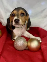 Tommy AKC, a male Beagle for sale in Portland, TN – Photo 6 of 10