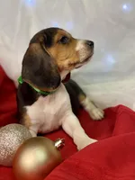 Tommy AKC, a male Beagle for sale in Portland, TN – Photo 1 of 10