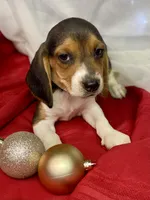Tommy AKC, a male Beagle for sale in Portland, TN – Photo 5 of 10