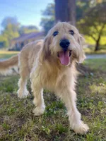 Colby, a male Goldendoodle for sale in Portland, TN – 6 of 10