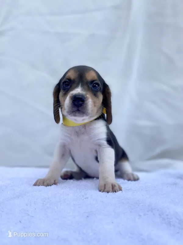 Dolly AKC – Beagle puppy for sale in Portland, TN