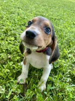 Cash AKC, a male Beagle for sale in Portland, TN – 4 of 10
