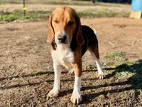 Cash AKC, a male Beagle for sale in Portland, TN – 4 of 5