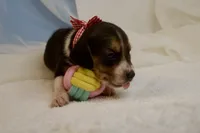 Reba AKC, a female Beagle for sale in Portland, TN – 1 of 5