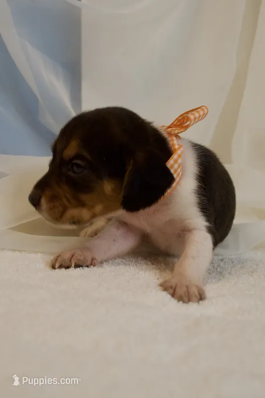 Tanya AKC – Beagle puppy for sale in Portland, TN