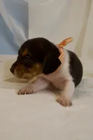 Tanya AKC, a female Beagle for sale in Portland, TN – 1 of 5