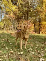 Kilo AKC, a male Golden Retriever for sale in Portland, TN – Photo 1 of 7