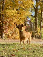Kilo AKC, a male Golden Retriever for sale in Portland, TN – Photo 3 of 7