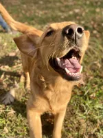 Kilo AKC, a male Golden Retriever for sale in Portland, TN – Photo 2 of 7