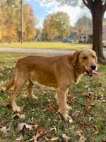 Kilo AKC, a male Golden Retriever for sale in Portland, TN – Photo 6 of 7