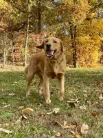 Kilo AKC, a male Golden Retriever for sale in Portland, TN – Photo 4 of 7
