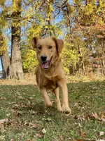 Kilo AKC, a male Golden Retriever for sale in Portland, TN – Photo 7 of 7