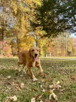 Kilo AKC, a male Golden Retriever for sale in Portland, TN – Photo 5 of 7