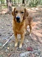 Chester AKC, a male Golden Retriever for sale in Portland, TN – 2 of 7