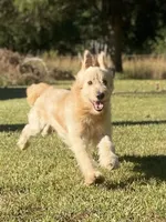 Colby, a male Goldendoodle for sale in Portland, TN – 1 of 10