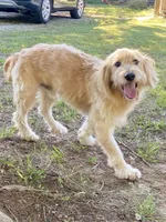 Colby, a male Goldendoodle for sale in Portland, TN – 7 of 10