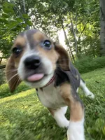 Reba AKC, a female Beagle for sale in Portland, TN – 5 of 10