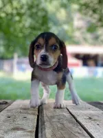 Reba AKC, a female Beagle for sale in Portland, TN – 7 of 10