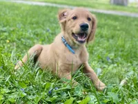 Bravo AKC red coat, a male Golden Retriever for sale in Portland, TN – Photo 1 of 8