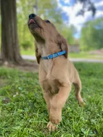 Bravo AKC red coat, a male Golden Retriever for sale in Portland, TN – Photo 6 of 8