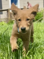 Bravo AKC red coat, a male Golden Retriever for sale in Portland, TN – Photo 4 of 8