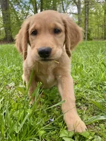 Bravo AKC red coat, a male Golden Retriever for sale in Portland, TN – Photo 2 of 8