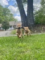 Bravo AKC red coat, a male Golden Retriever for sale in Portland, TN – Photo 3 of 8