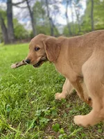 Bravo AKC red coat, a male Golden Retriever for sale in Portland, TN – Photo 8 of 8