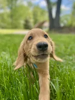 Bravo AKC red coat, a male Golden Retriever for sale in Portland, TN – Photo 5 of 8