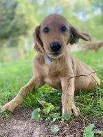 Bravo AKC red coat, a male Golden Retriever for sale in Portland, TN – Photo 7 of 8