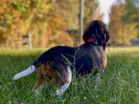 Jax AKC, a male Beagle for sale in Portland, TN – Photo 3 of 8